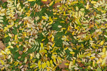 Background - fallen leaves of Sophora japonica on green grass in mid November