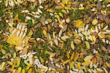 Brown and yellow fallen leaves of Sophora japonica on the ground in mid November