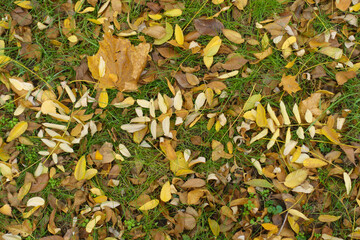 Leaves of Sophora japonica on green grass in mid November