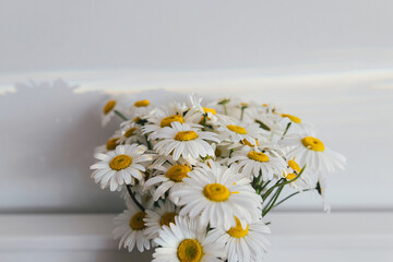 Beautiful daisy flowers in sun ray on white background close up. Summer vibes, simple home decor. Daisy bouquet in modern ceramic vase in boho room. Summer wallpaper