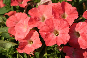 Pink, coral flowers of surfinia (ampelous petunia). Summer flowers. Floral postcard with pink surfinia. Garden, seasonal gardening. Coral surfinia blossom. Pink bloom of surfinia	
