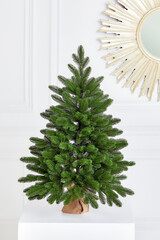 Pretty bushy danish Christmas tree without decorations in a large pot wrapped in sackcloth with space for your message on white background