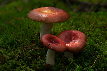 Russula mushroom with a red hat. Sunny day in the woods.