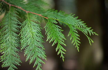 Thuja branch on a blurred background