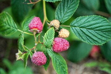Front view the raspberry in a Bush of raspberry plant in a garden, and the word summer filled wirh fresh raspberry.