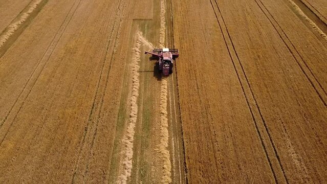 A drone flies over a combine harvester reaping barley. A drone flies over a combine harvester reaping wheat.
