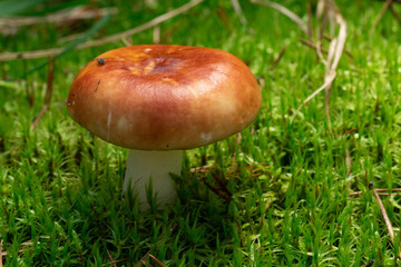 Russula xerampelina, also known as the crab brittlegill or the shrimp mushroom in forest