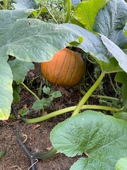 Obraz premium pumpkin growing in a field