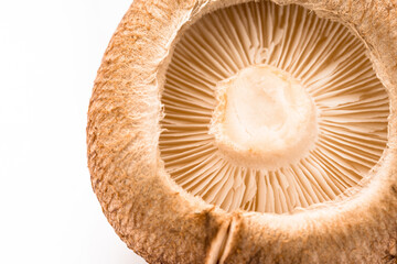 生椎茸のアップ画像
