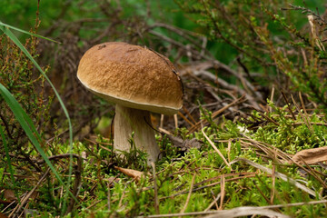 Mushrooms cut in the forest. Mushroom boletus edilus. Popular white mushrooms Boletus in the forest