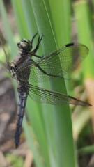 close up of dragonfly
