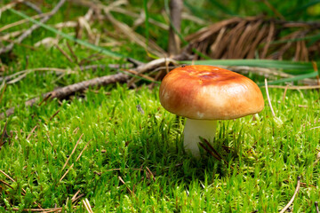 Russula xerampelina, also known as the crab brittlegill or the shrimp mushroom in forest