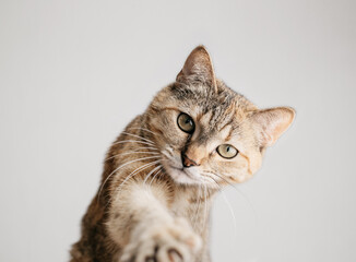 A serious playful cat stretches its paw right into the camera. A look into the camera. Portrait of...