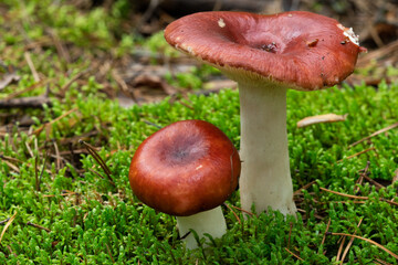 Russula paludosa - red forest mushroom. It is edible. Yet it may easily be mistaken for Russula emetica, which is poisonous and Russula nobilis