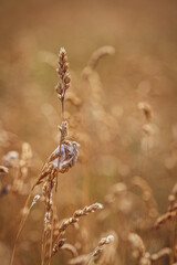 Ammen Dornfinger Spinne mit Brutgespinst im Feld