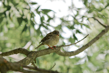 sparrow on the branch