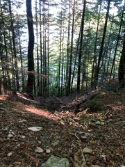 forest in the summer