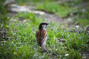 sparrow on the grass