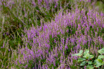 Obraz premium Selective focus bush of wild purple flowers Calluna vulgaris (heath, ling or simply heather) is the sole species in the genus Calluna in the flowering plant family Ericaceae, Nature floral background.