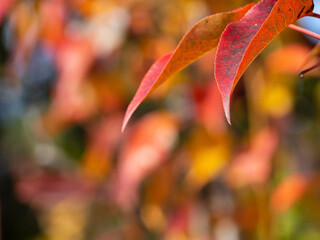 Abstract autumn background with copyspace