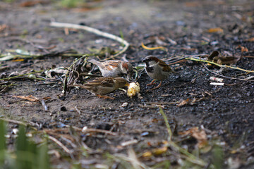 two sparrows on the ground  