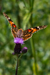 Nahaufnahme eines Schmetterlings