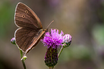 Nahaufnahme eines Schmetterlings