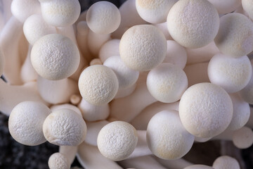Top view of delicate white shimeji mushrooms.