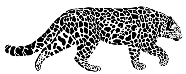 walking amur leopard vector illustration 