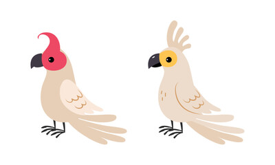 Cockatoo Parrot with Crest and White Plumage as Australian Animal Vector Set