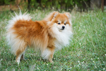 Pomeranians have always been lovely and loyal friends.