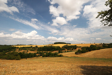 Summer landscape with fields and meadows