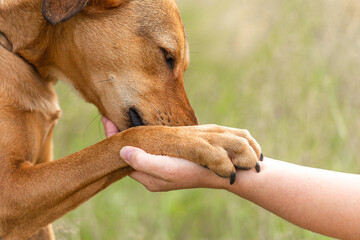 Dog and owner bond team scene: Close-up of a human hand holding a dog paw