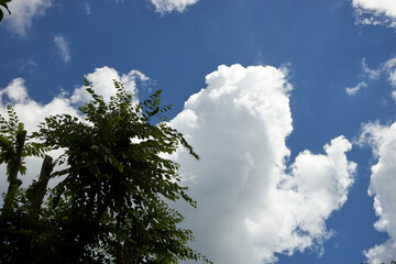よくある夏空・樹木・雲・青空・風景