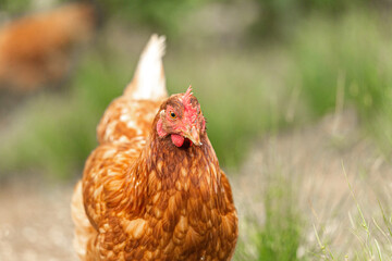 Portrait of a free-range hen in an enclosure in summer outdoors