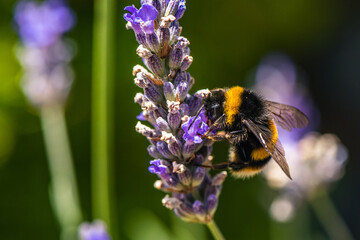 Buff-tailed Bumblebee, Bombus terrestris on lavender flowers