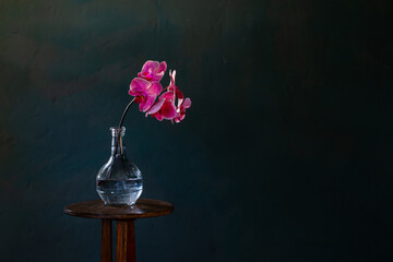 pink orchid in glass bottle on dark blue background