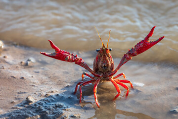 American red crayfish (procambarus clarkii) with claws extended.
