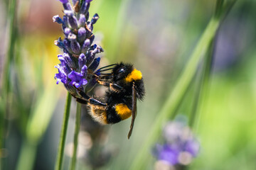 Buff-tailed Bumblebee, Bombus terrestris on lavender flowers