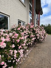 Fototapeta na wymiar Tender pink roses bush, wild roses, blooming rose bush
