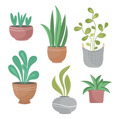 Vector illustration green home plants set on white isolated background
