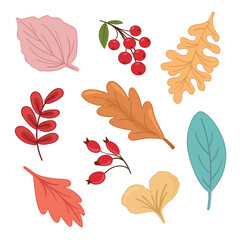 Vector illustration autumn set with leaves, viburnum, rose hip on white isolated background