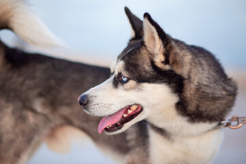 Beautiful dog of the Alaskan Clique breed