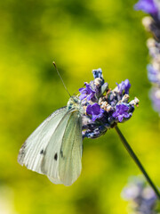 Large White, Pieris brassicae, Butterfly on lavender flowers