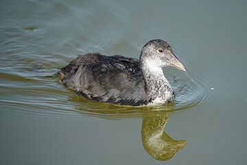 Blässhuhn (Jungvogel)