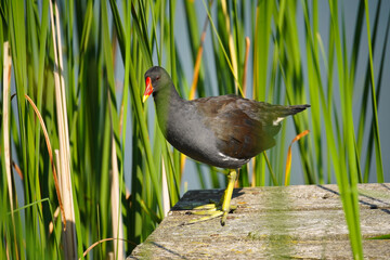 Blässhuhn (Altvogel)