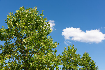 a chestnut tree in summer in the sunshine
