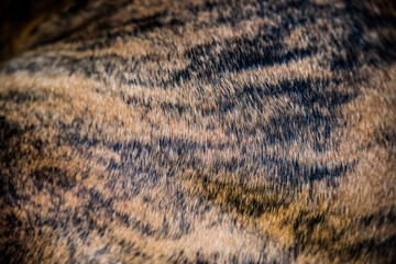 Brindle coat American Bulldog dog fir background