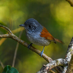 Rufous-backed Antvireo (Dysithamnus xanthopterus)