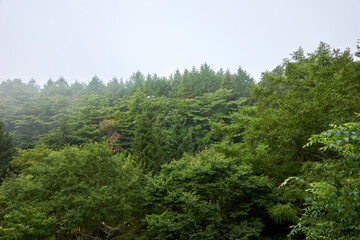 森・霧・曇り・深い森・風景
